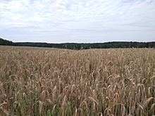 Аграрии Ульяновской области собрали 500 тыс. тонн зерна