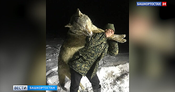 The Times (Великобритания): деревне на юге России застрелили гигантского волка