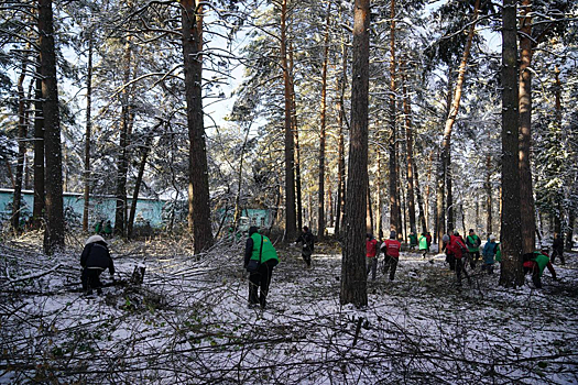 Экоактивист устроил новый скандал из-за борьбы мэрии с кленом-убийцей в кемеровском бору