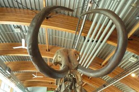В Якутии обнаружили тушу ископаемого жеребенка и скелет мамонта