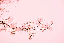 В Японии в третий раз обновили прогноз цветения сакуры
