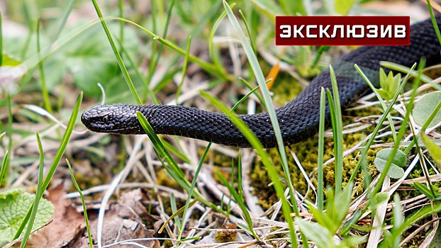 Врач рассказала о последствиях для человека, пережившего укус гадюки