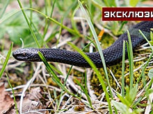 Врач рассказала о последствиях для человека, пережившего укус гадюки