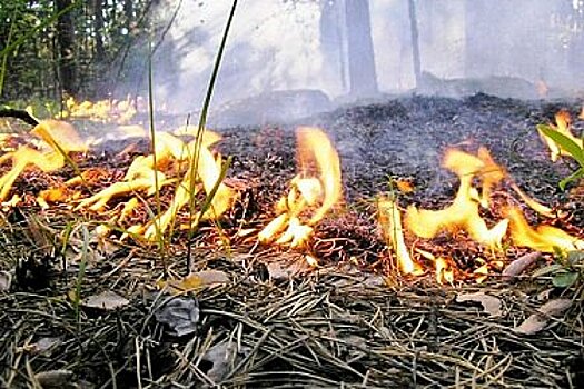 В Хабаровском крае первый в сезоне природный пожар уничтожил почти 33 га леса