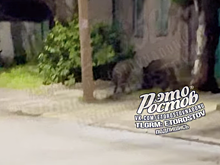 Соцсети: на улице Таганрога были замечены два кабана