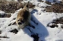 Тюлененок заблудился в степях Казахстана