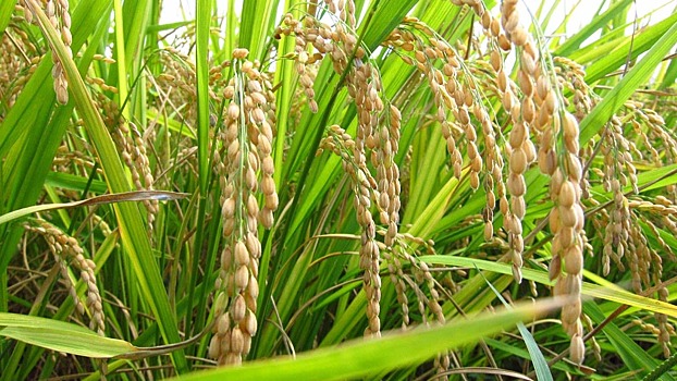 В России выросли посевные площади под рис