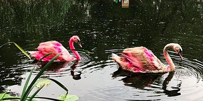 Покрашенные в розовый цвет лебеди появились на Леоновском пруду