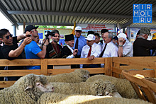 Национальный союз овцеводов оценил вклад делегации Дагестана на Всероссийской выставке овец и коз