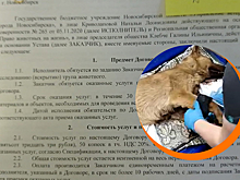 Зоозащитники хотят наказать убийц собак в селе в Новосибирской области