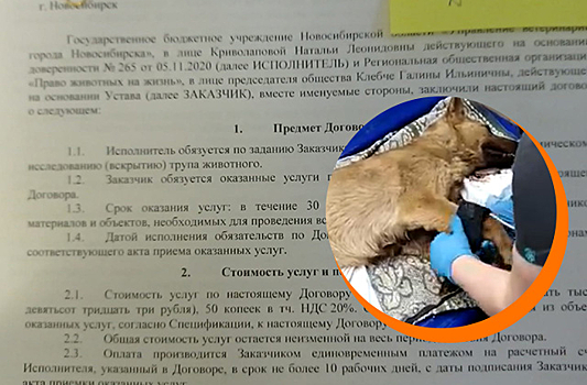 Зоозащитники хотят наказать убийц собак в селе в Новосибирской области