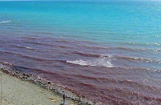 У побережья Анапы море зацвело красным цветом