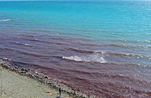 У побережья Анапы море зацвело красным цветом
