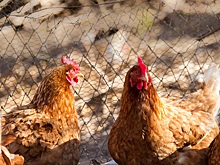 Почему куры плохо несутся зимой и как это исправить