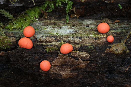 В подмосковных лесах появились опасные грибы