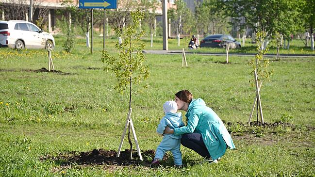 Более 1,4 тысячи деревьев высадили в Вологде в этом году