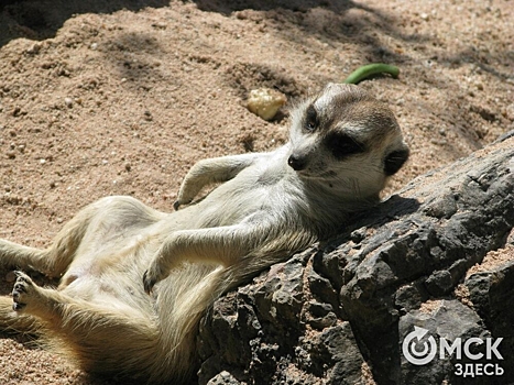 Мать-героиня из зоопарка. Рассказываем, кто из мам-животных самая многодетная