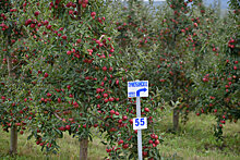 В интенсивных садах Адыгеи приступили к сбору яблок