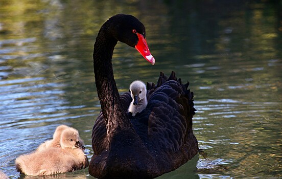В Московском зоопарке появились на свет птенцы черных лебедей
