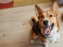 Собаководам рассказали, как приучить собаку чистить зубы