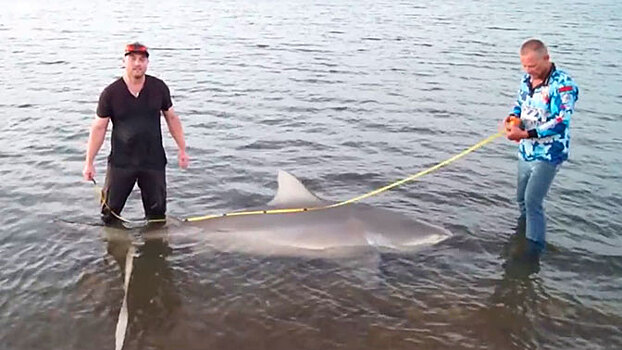 Рыбак из Австралиии поймал трехметровую беременную акулу: видео