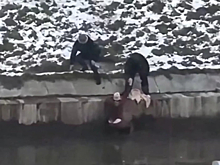 В Петербурге прохожая спасла упавшего в воду ребёнка