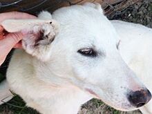 Страшен ли собаке энцефалит?