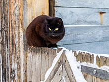 На постоянные отключения электричества жалуются новосибирцы в частных домах