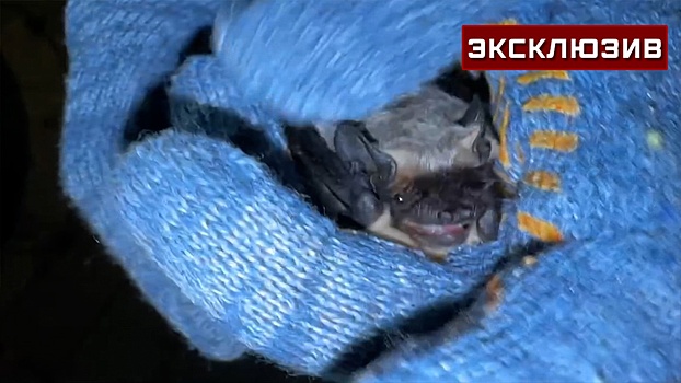 Летучие мыши-подростки атаковали квартиры москвичей