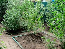 Житель Таганрога задержан за незаконное культивирование конопли