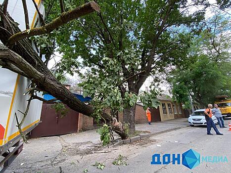 Врезалась в столб: в Ростове огромное дерево упало на передвижную медлабораторию
