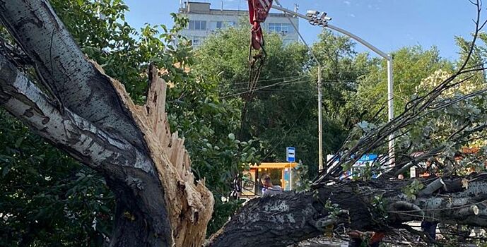 В Ростове ликвидируют последствия падения большого тополя