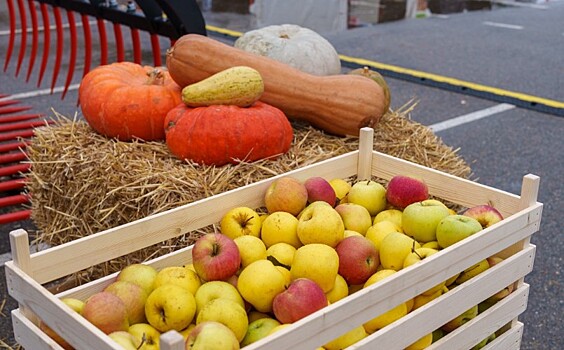 Тыквы, грибы, каштаны: четыре ярмарки откроют на выходных в Краснодаре