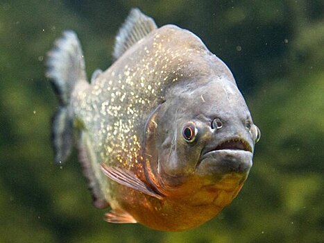 G1: около 10 человек пострадали при нападении пираний на востоке Бразилии