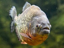 G1: около 10 человек пострадали при нападении пираний на востоке Бразилии