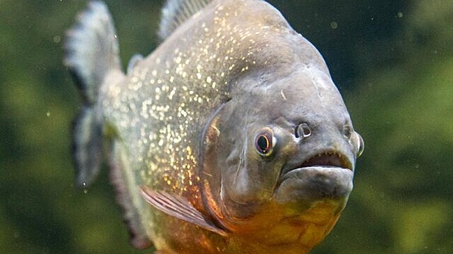 G1: около 10 человек пострадали при нападении пираний на востоке Бразилии