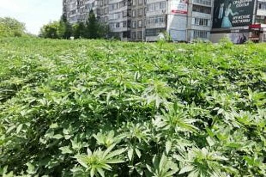 Конопляный «газон» появился и в центре Бийска