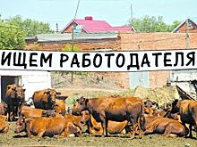 Где искать хозяина? Крестьяне Бурунчи не знают, на кого будут работать