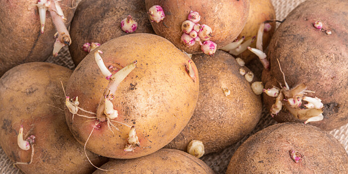 Съесть или выкинуть: что делать с проросшей картошкой