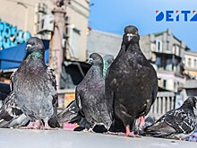 Товарный ассортимент с голубиными нечистотами в придорожном ларьке возмутил приморцев