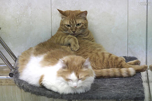 Ученые выяснили, к чему приводит ожирение у кошек