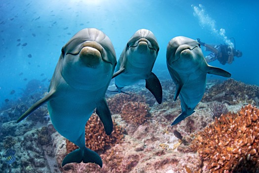 Американские ученые автоматизировали распознавание дельфиньих щелчков