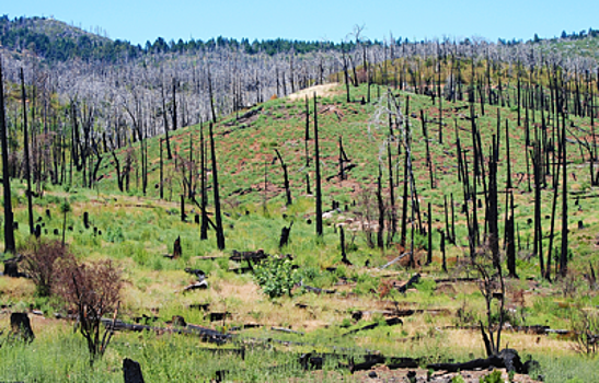 Россия потеряла почти 18 млн га леса за 13 лет