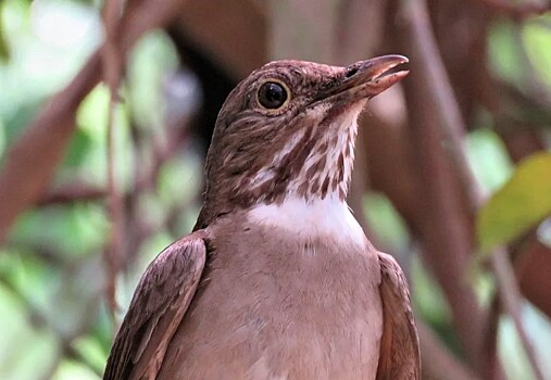 Наблюдение за птицами в рамках акции EuroBirdwatch организуют в экоцентре «Битцевский лес»