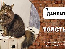 «Дай лапу»: Толстый