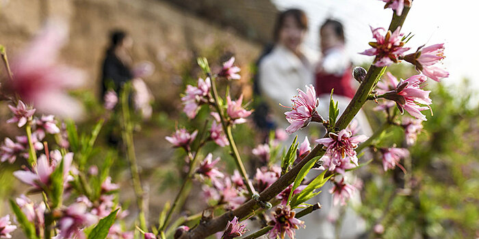 Цветение персиков в оранжерее Шаньшаня