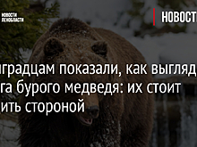 Ленинградцам показали, как выглядит берлога бурого медведя: их стоит обходить стороной