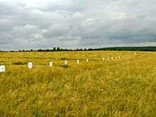 В Ярославской области реализуется пилотный проект по выращиванию пивоваренного ячменя в зоне Нечерноземья