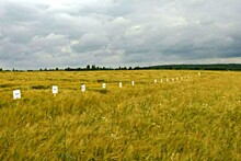 В Ярославской области реализуется пилотный проект по выращиванию пивоваренного ячменя в зоне Нечерноземья