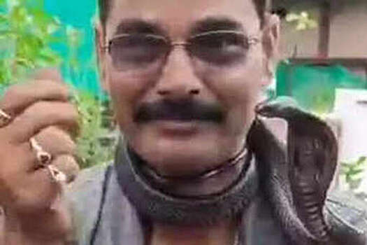 В Индии мужчина снимал видео со спасенной им коброй и вскоре умер от ее укуса